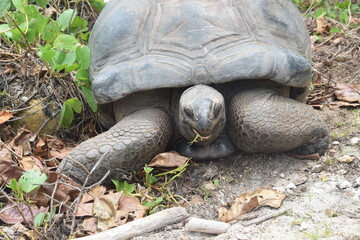 seychelles