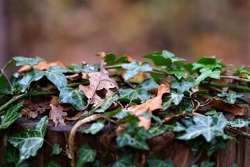Close up of ivy on a wooden pole