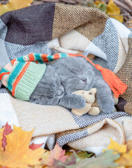 Kittens sleep covered warm plaid One kitten hugs favorite toy bear, one kitten wearing warm hat