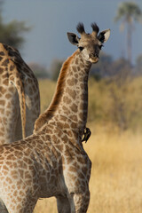 baby giraffe in Okavango Delta near Rra Dinare camp Moremi, Botswana