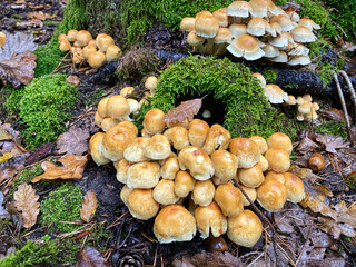Baumpilz im Herbst