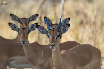 watching you.... group of impala in Okavango Delta Botswana, Moremi