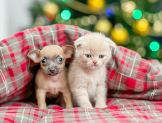 Fototapeta na wymiar Toy terrier puppy and gray kitten sit together under warm blanket on a bed at home with Christmas tree on background