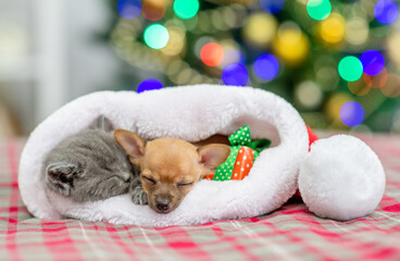 Fototapeta na wymiar Kitten and Toy terrier puppy sleep together inside santa hat with Christmas tree on background