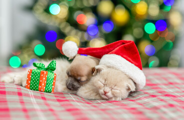 Fototapeta na wymiar Toy terrier puppy and kitten sleep together with Christmas tree on background
