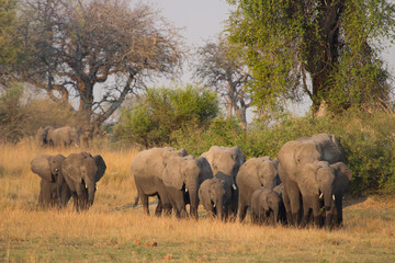Elephants just crossed Kwando River, Okavango Delta Botswana