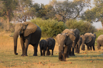 Elephants just crossed Kwando River, Okavango Delta Botswana