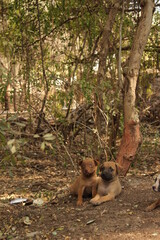 Puppies in the Jungle