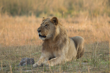 Young male lion on banks of Kwando River, Okavango Delta Botswana