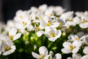 Close up of blooming alyssum flowers in someone's balcony