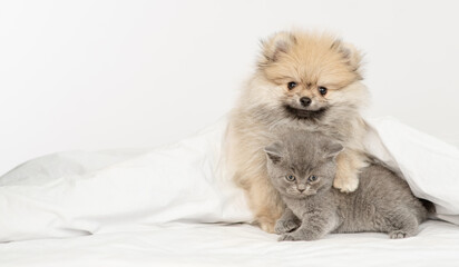 Naklejka na ściany i meble Friendly Pomeranian spitz puppy hugs gray kitten under warm white blanket on a bed at home