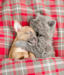 Funny kitten hugs toy terrier puppy. Pets sleep under checkered or tartan blanket on a bed at home....