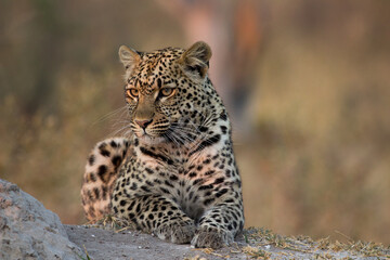 leopard near Kwanda Lebara in Okavango Delta Botswana