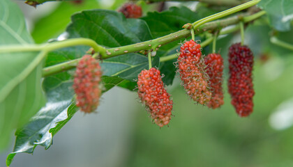 mulberry with green leaf trees.