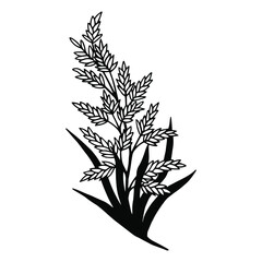 Plant Fescue. Vector stock illustration eps10. Hand drawing, outline.