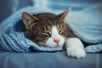 A cute house tabby cat with a pink nose is fast asleep on the bed, covered with a blue wool blanket. Sleep and rest time.  A pet.