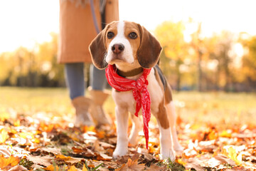 Woman walking her cute Beagle dog in park on autumn day