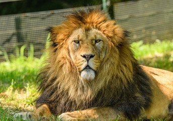 adult male of barbary lion (Panthera leo leo) portrait