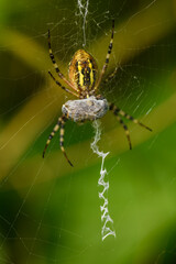 wasp spider (Argiope bruennichi) with a catch in web
