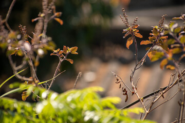flowers in the morning