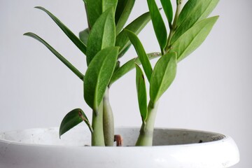 Zamioculcas or ZZ plant with bold leaves texture and details, indoor houseplant decoration