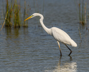 great egret (Ardea alba) alias common, large or great white egret or heron wading in pond
