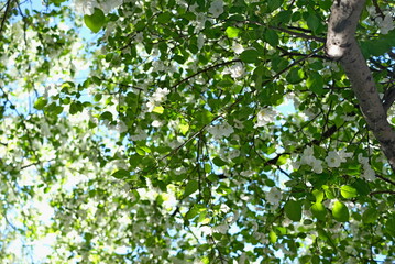 Fototapeta premium blooming apple tree