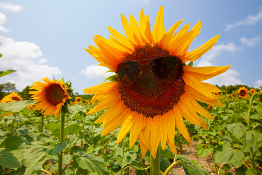 Tekirdag sunflower field / Turkey
