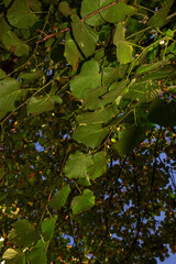 green leaves in autumn