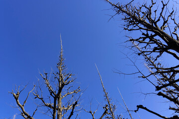 青空に伸びる葉が落ちた銀杏／Ginkgo biloba