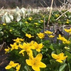 Obraz premium yellow flowers in the highland