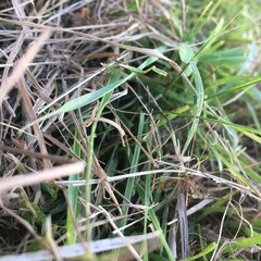 close up of grass