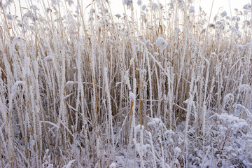 frozen reed plants in a swamp area. Dry reeds covered with frost and snow