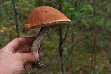 mushroom in the forest
