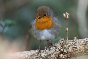 A redbreast standing in a branch of a tree in the forest