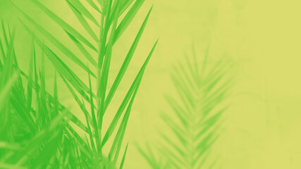 Green palm leaves and their shadow on yellow background, copy space