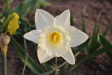 Big beautiful white daffodil flower. Early spring