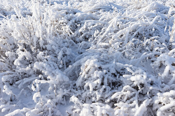bushes and plants covered with snow and frost. garden of a country house in winter