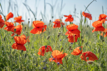 Fototapeta na wymiar Red poppies in the field, summertime outdoor background