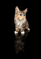 Beauty. Little multicolor Siberian Forest cat, kitten isolated on black studio background. Studio photoshot. Concept of motion, action, pets love, animal grace. Looks happy, delighted. Copyspace.