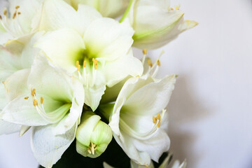 Bouquet Amarillis bianco 
