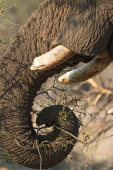 close up elephant trunk