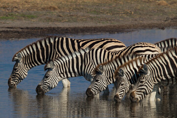 Fototapeta na wymiar zebras in Makgadigkadi river in the National Park, Botswana