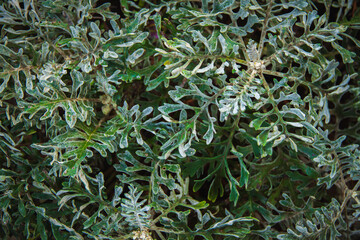 Leaves of the green-silver shrub Senecio cineraria. Natural background texture