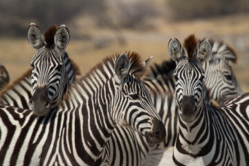 Fototapeta na wymiar zebras near Makgadigkadi in the National Park, Botswana, in migration time