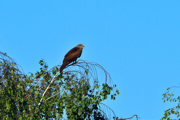 Schwarzmilan bei der Jagd	