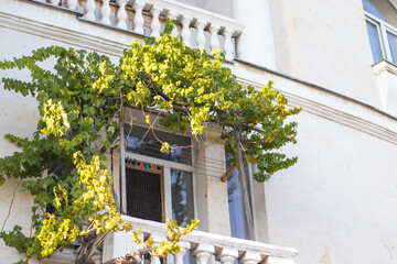 Beautiful summer balcony in the resort town, green ivy vegetation around the window