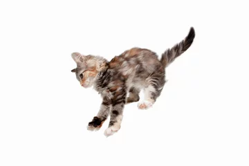 Fototapeten Jumping. Playfull multicolor kitty of Siberian cat isolated on white studio background. Studio photoshot. Concept of motion, action, pets love, animal grace. Looks happy, delighted, funny. Copyspace. © master1305