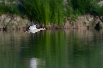 	
Nilgans in der Oberlausitz	
