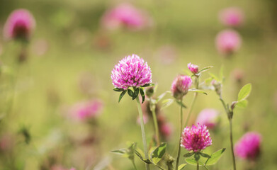 Pink flowers fragrant beautiful clover grow in the field, illuminated by the light of the morning...